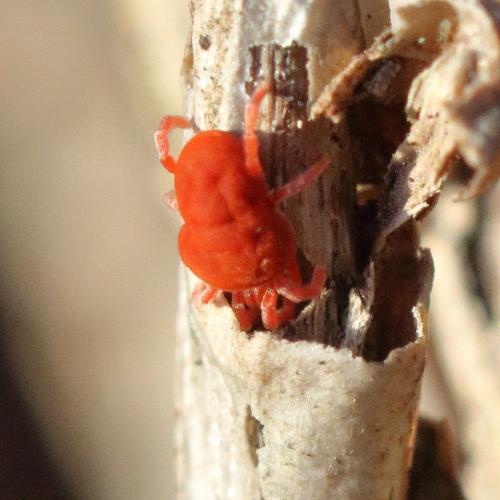 Réf. 245 257 : Allothrombium sp.
